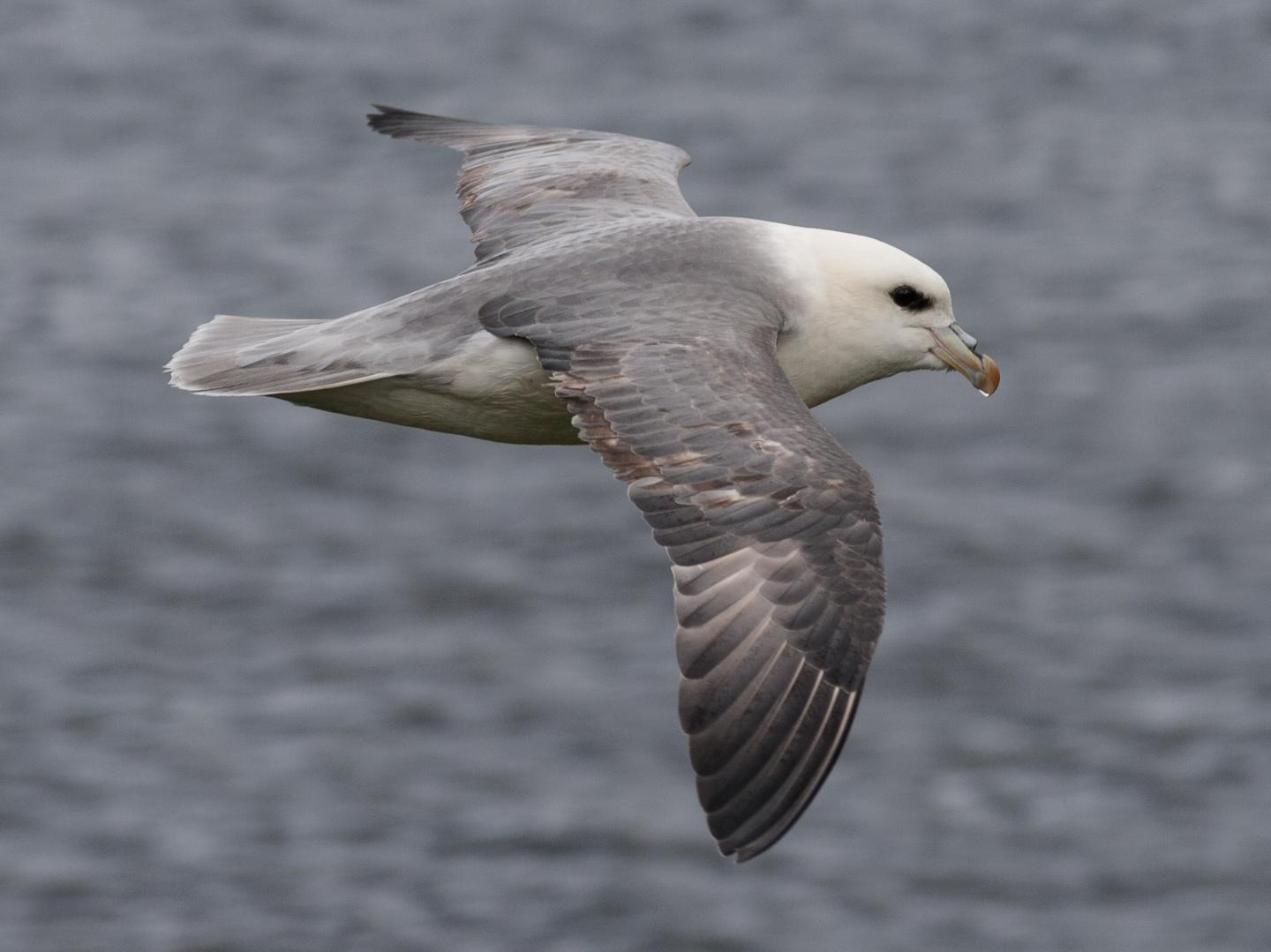 Northern Fulmar