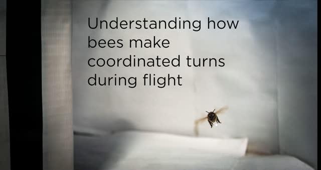 How Do Flying Bees Make Perfect Turns?