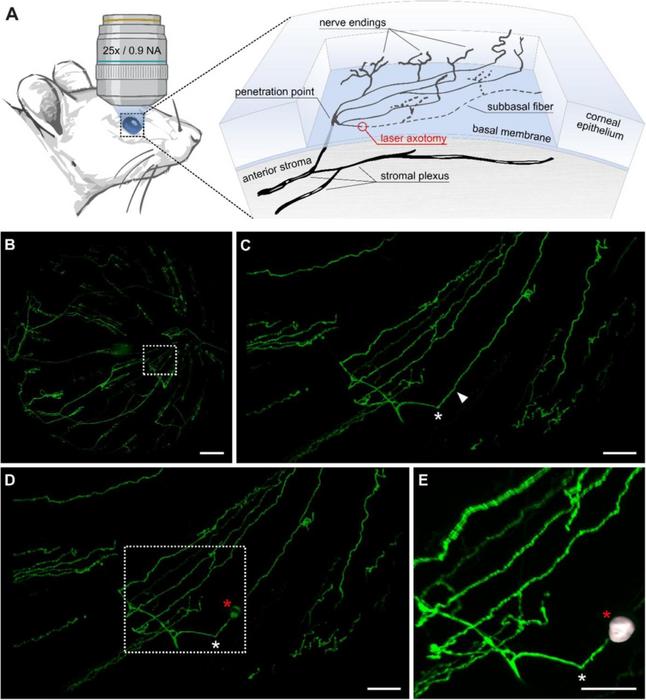 New experimental model to study nerve regeneration