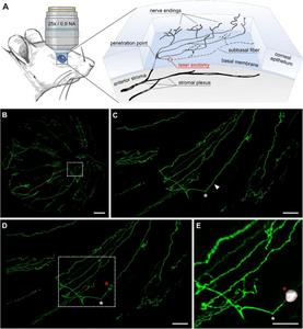 New experimental model to study nerve regeneration