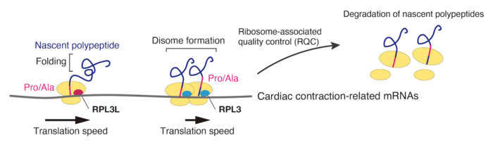 RPL3L mutation delays translational elongation of mRNAs involved in cardiac function