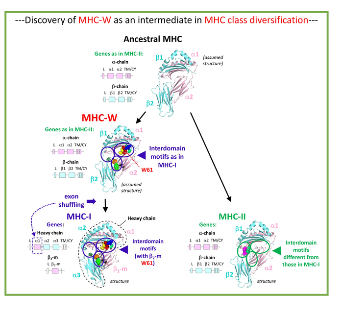 Figure 1. This paper reports the discovery of MHC-W, which shows characteristics of an intermediate in MHC class diversification.