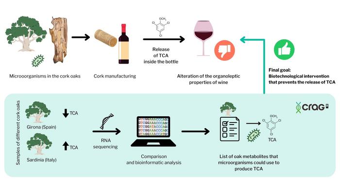 CRAG's contribution to the Cork2Wine project