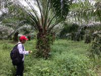 A researcher alongside an oil palm tree