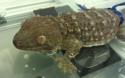 A Tokay Gecko Sits on a Wet Surface Prior to Adhesion Tests