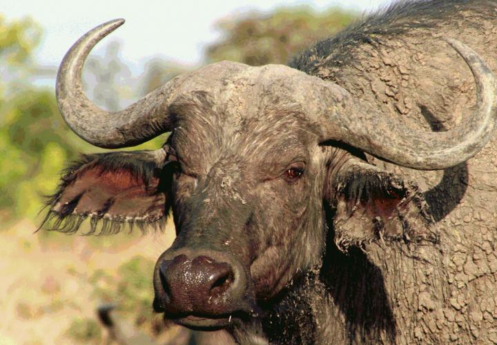 African Buffalo