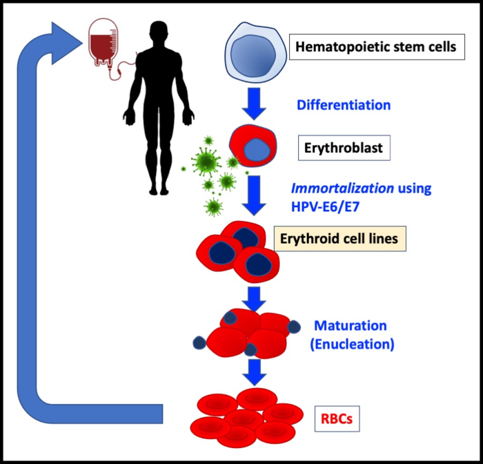Future transfusion therapy using RBCs produced from immortalized cell lines