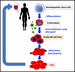 Build Blood Better New cell line is capable EurekAlert