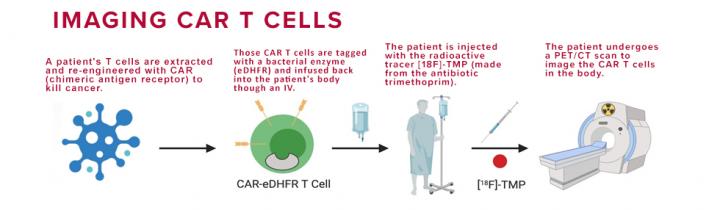 Imaging CAR T Cells