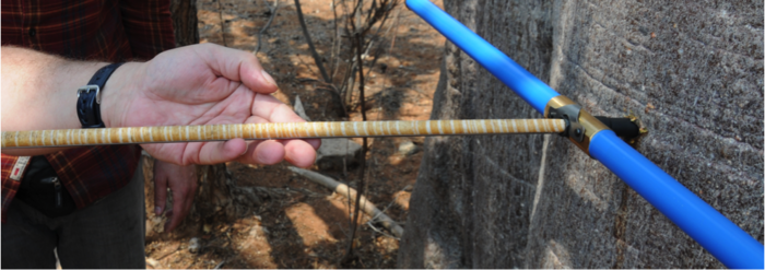 Drilling into a living tree