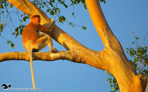 ProboscisMonkey-©RudiDelvaux-047