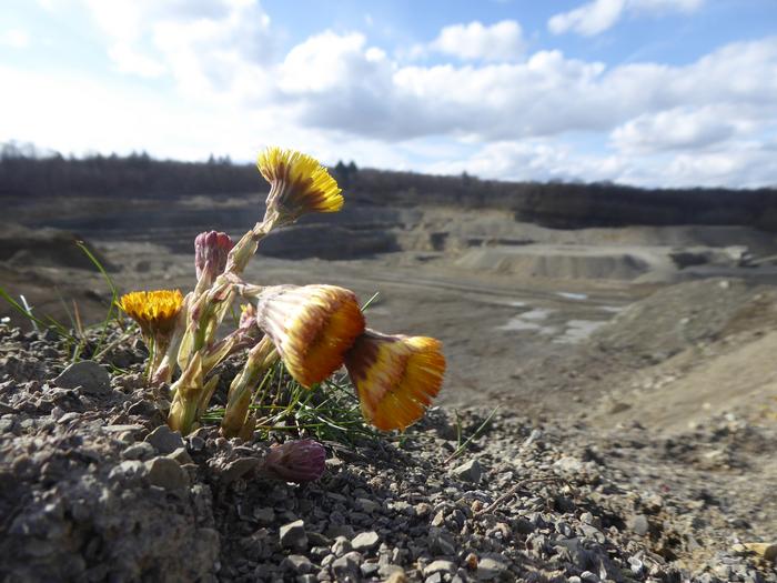 Untersuchungslebensraum der Wildbiene im Steinbruch