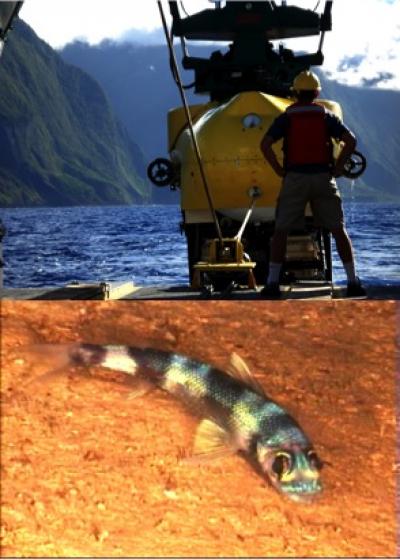 Field Work Off Moloka'i's North Shore