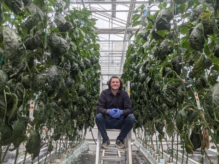 Lead author, Jacob Basso, University of Guelph, at Agriculture and Agri-Food Canada's Harrow Research and Development Centre, Harrow, Ontario