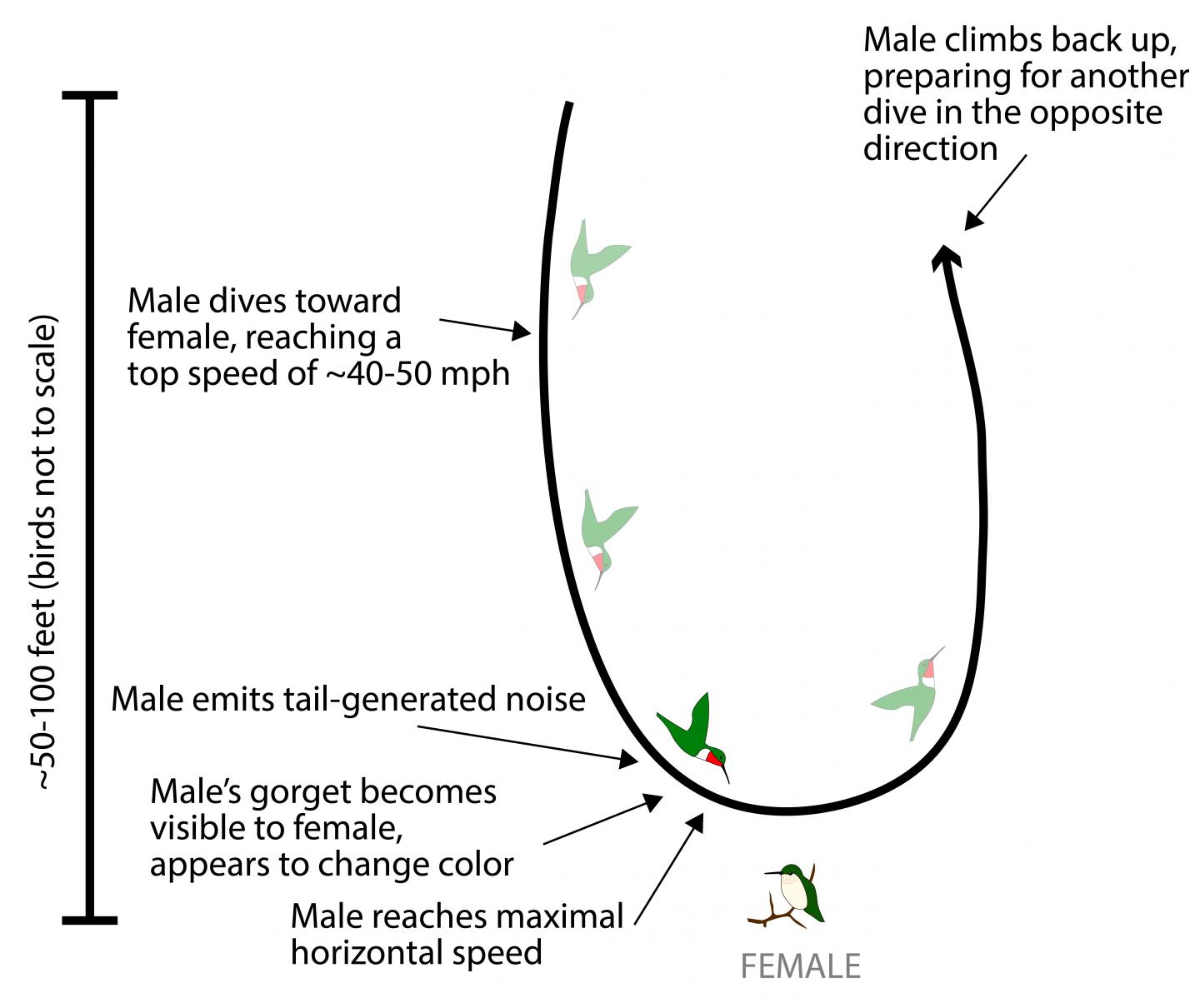 Dive-bombing for Love: How Male Broad-tailed Hummingbirds Woo Females