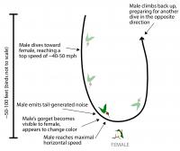 Dive-bombing for Love: How Male Broad-tailed Hummingbirds Woo Females