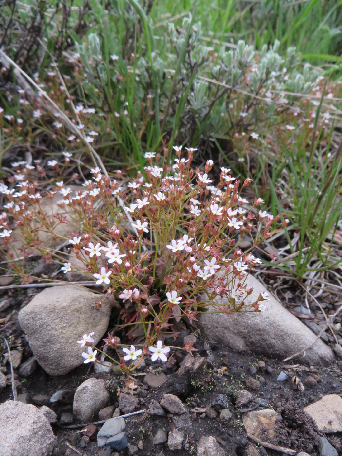 Northern Rock Jasmine