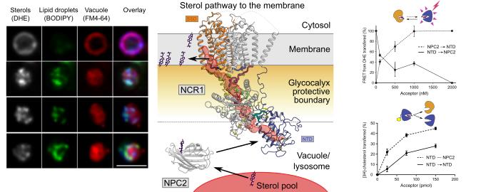 Live-Cell Imaging of Sterol Transport to the Yeast Vacuole