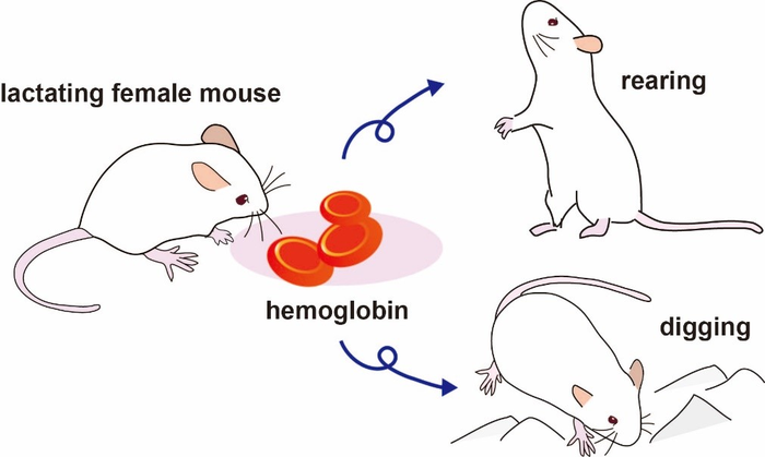 Hemoglobin elicits rearing and digging behaviors in lactating female mice