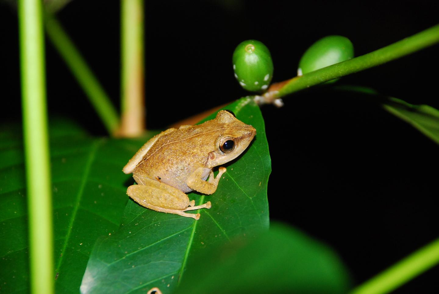 Invasive frogs give invasive birds a boost in EurekAlert!