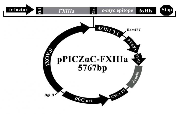 Schematic representation of pPICZ&alpha;C-FXIIIa vector