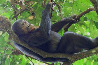 Lewis, an Adult Chimpanzee