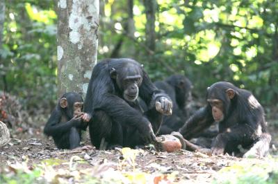 Chimp Family Using Tools