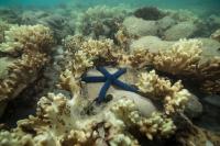 Starfish Surrounded by Bleached Coral
