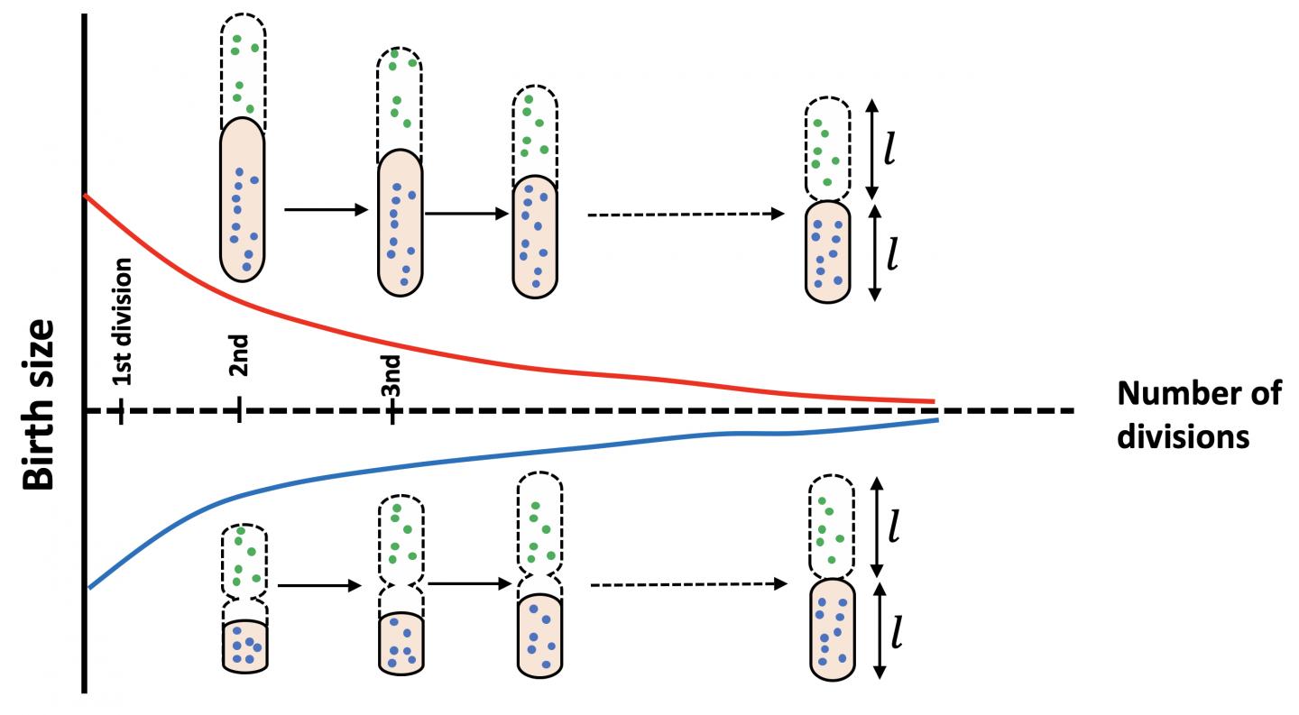 BACTERIA 1