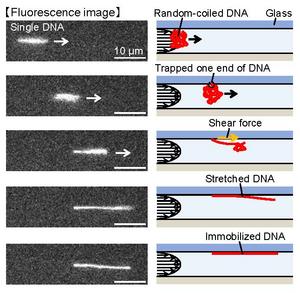 Super-resolution imaging techniques and liquid pressure flow to fine-tune the stretch ratio of a DNA molecule