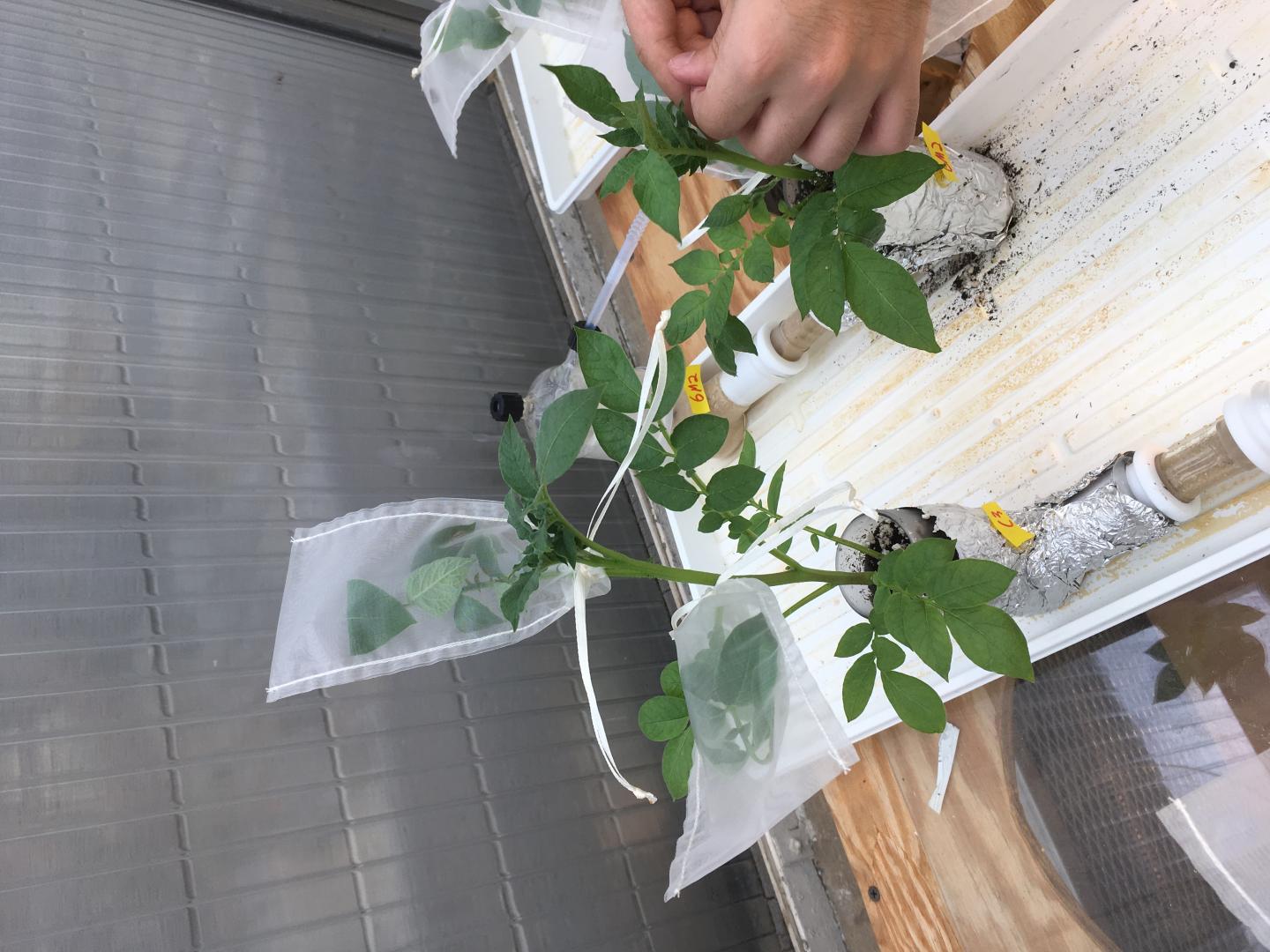 Potato Plant Experiment