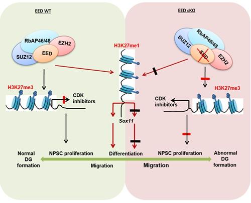 Hypothetical model of the function of EED in hippocampal development