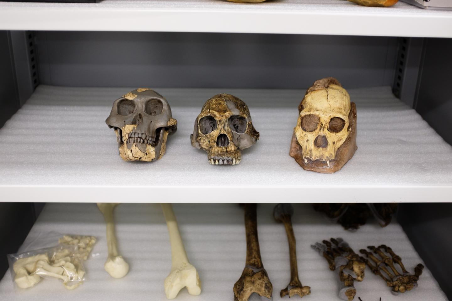 Fossil Skulls
