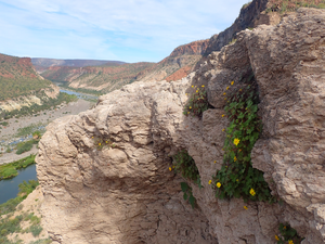 Rock daisy in Baja California