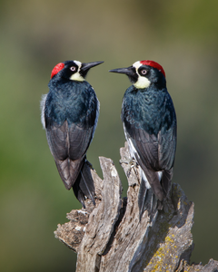 Female (left) and male (right) acorn woodpeckers.