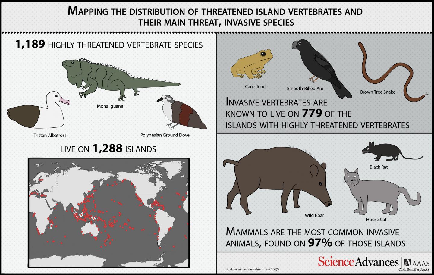 Invasive Species Jeopardize Already Threatened Island Animals