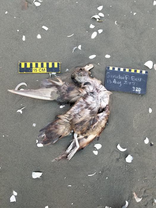 Northern fulmar on beach