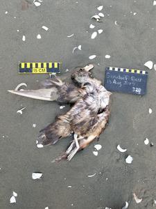 Northern fulmar on beach