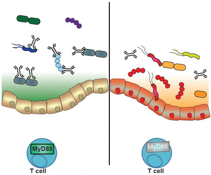 The Immune System Promotes a Healthy Bacterial Community in the Gut