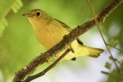 Yellow Warbler