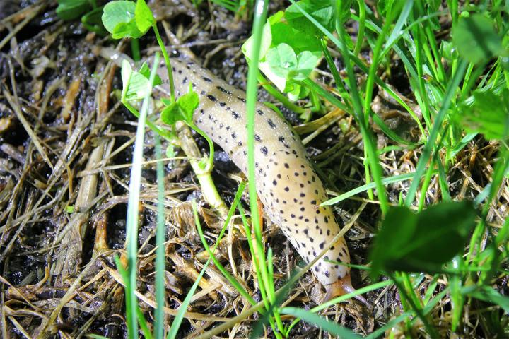 The Giant Slug <i>Limax maximus</i> (1 of 2)