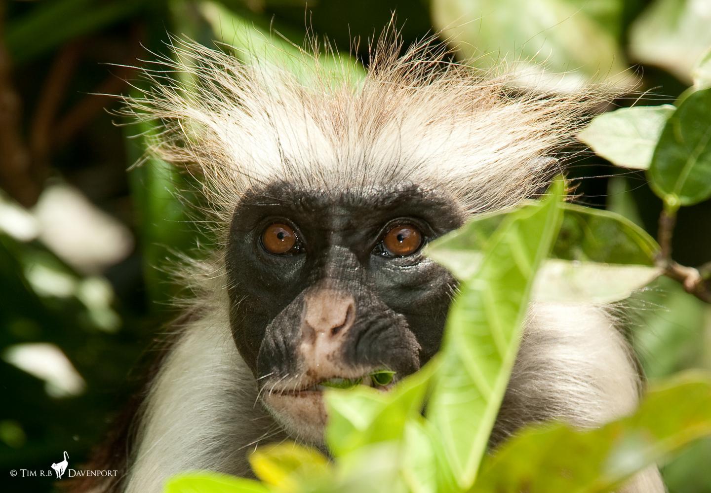 Zanzibar red colobus