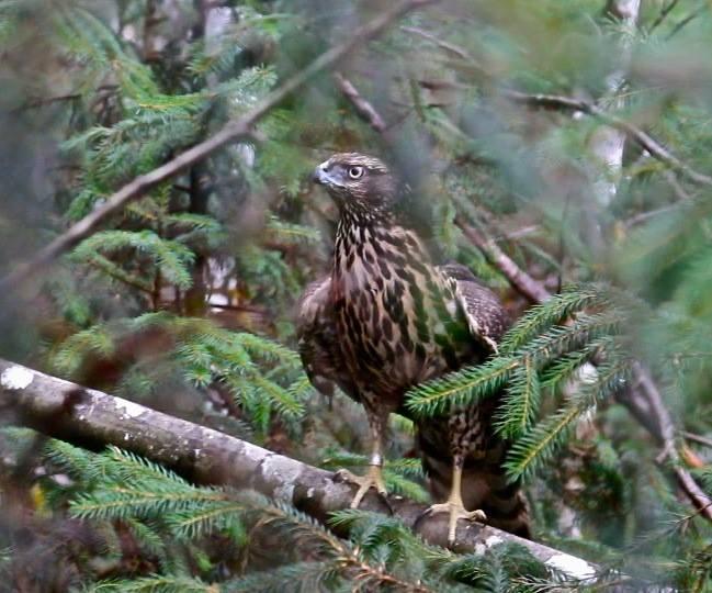 Released Juvenile Male Goshawk