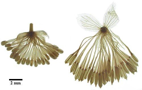 Examples of Flowers with High (Left) and Low (Right) Natural Frequency Stamens