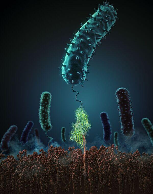 This Figure Shows How the Staphylococcal Adhesion Protein (in Green) Interacts