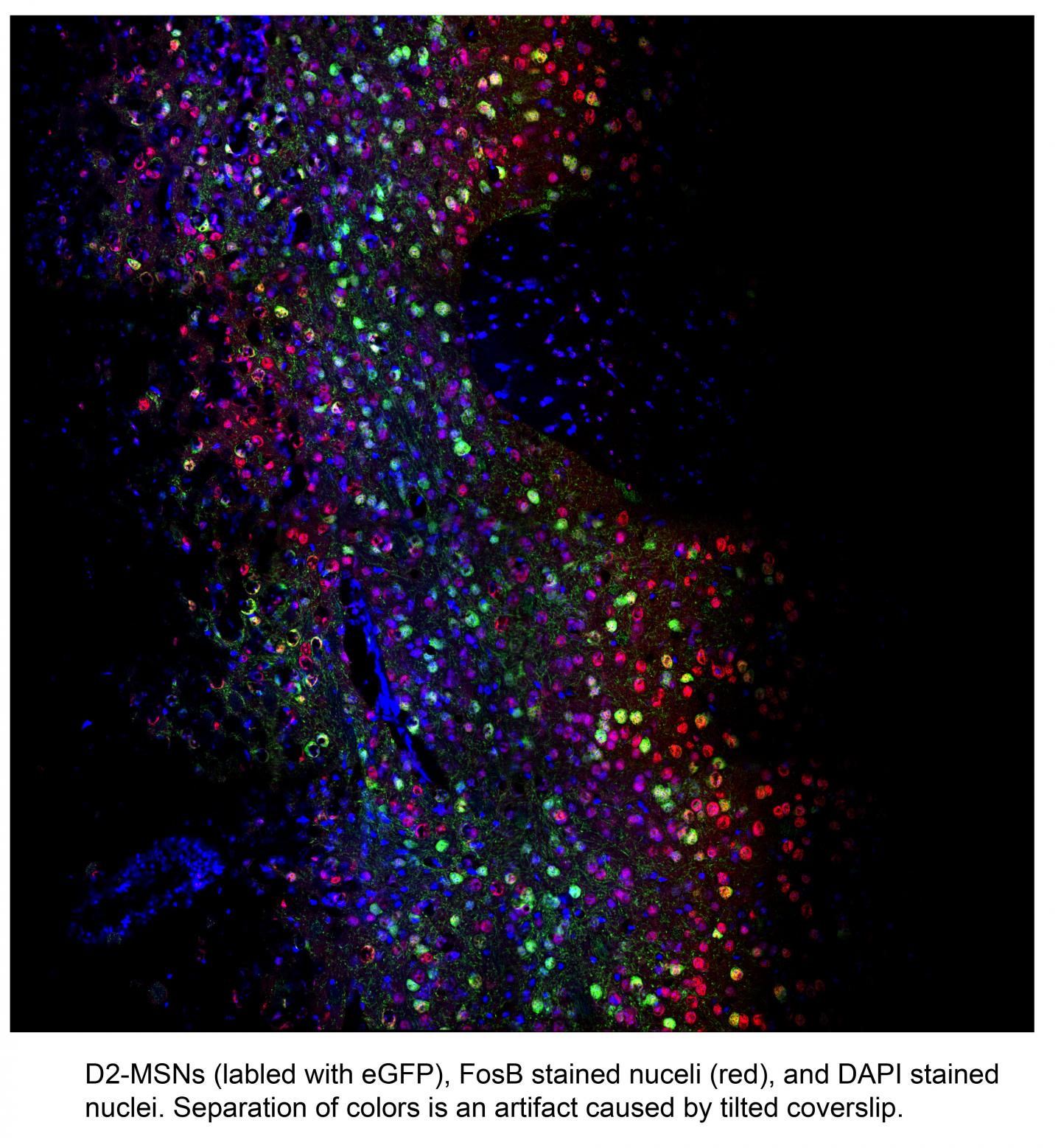 Aggression Protein (2 of 2)