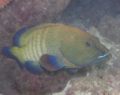 Peacock Grouper