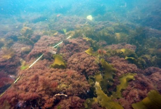 Shrub-Like Seaweed Dominates the Seascape of the Gulf of Maine