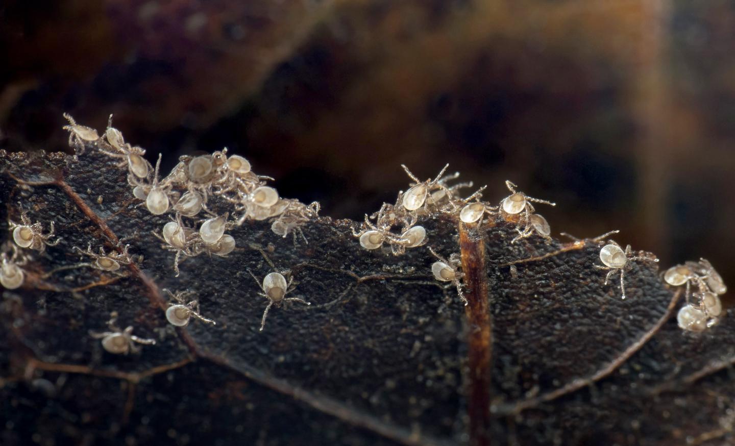 Southern Ticks Beat the Heat Under Cool, Damp Leaves