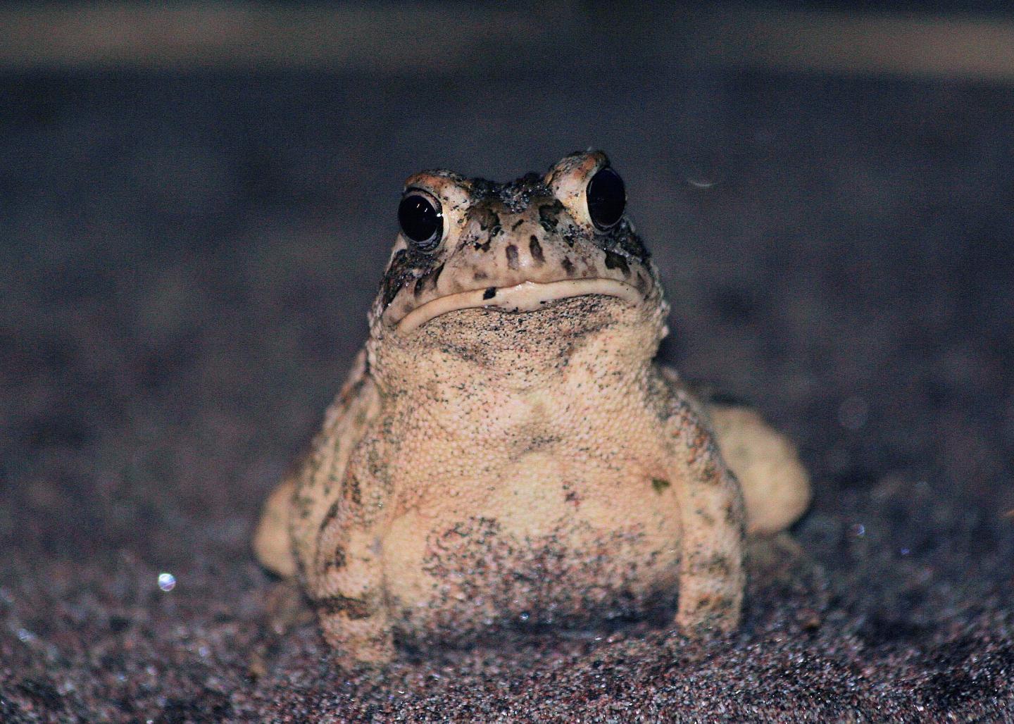 Fowler's Toads